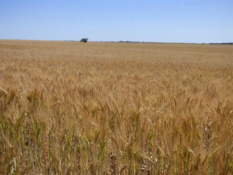 Second view of Homely rural property listing, 2940 Rainbow Nhill Road, Jeparit VIC 3423