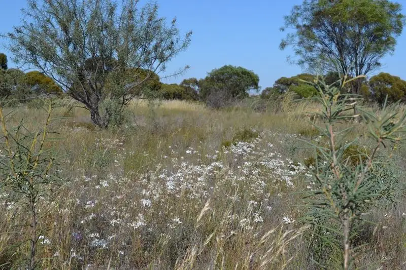 Main view of Homely rural property listing, . Yorkrakine Rock Road, Kellerberrin WA 6410