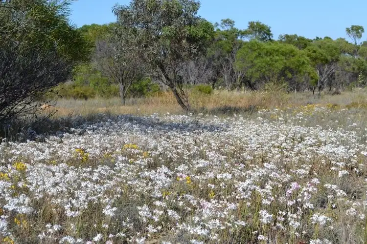 Second view of Homely rural property listing, . Yorkrakine Rock Road, Kellerberrin WA 6410