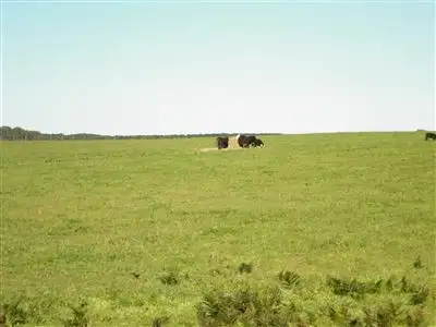 Main view of Homely rural property listing, . Limestone Coast Road, Cape Jaffa SA 5275