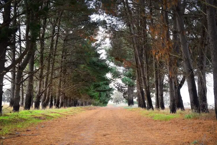 Second view of Homely rural property listing, 179 Blumann Road, Gibson WA 6448