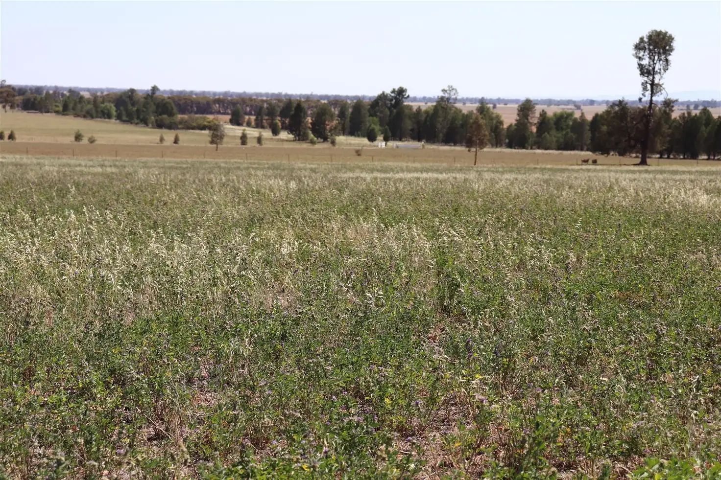 Main view of Homely rural property listing, Address available on request