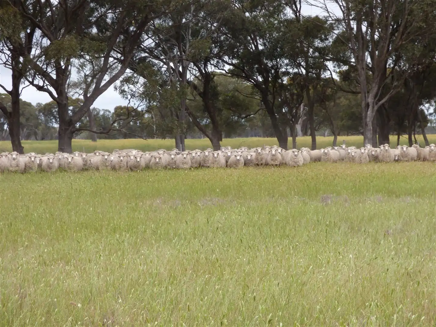 Main view of Homely rural property listing, Address available on request