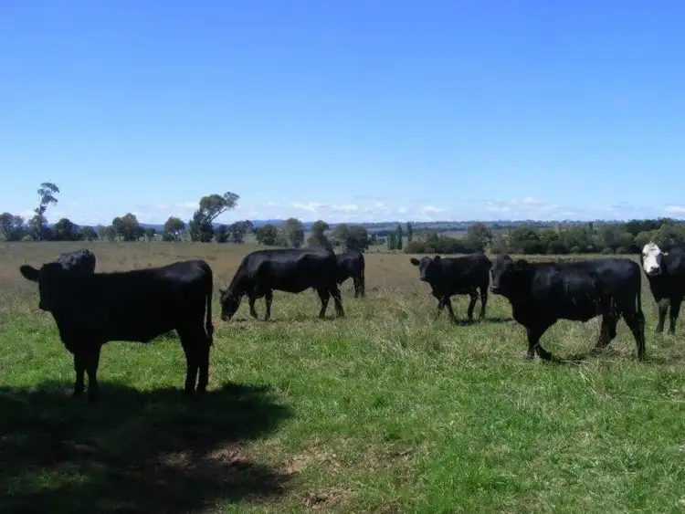 Fifth view of Homely rural property listing, . Caerleon Road, Glen Innes NSW 2370