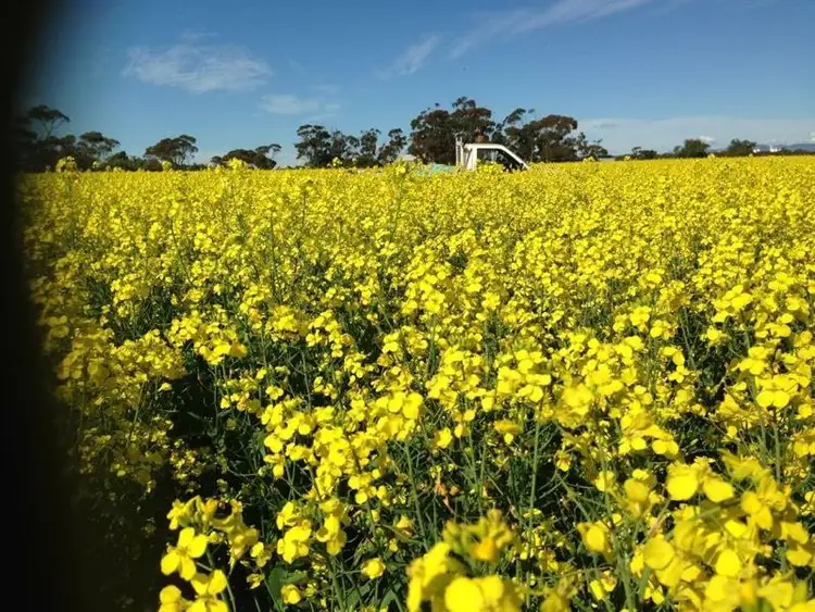 Fifth view of Homely rural property listing, . "Cliffs", Roseworthy SA 5371