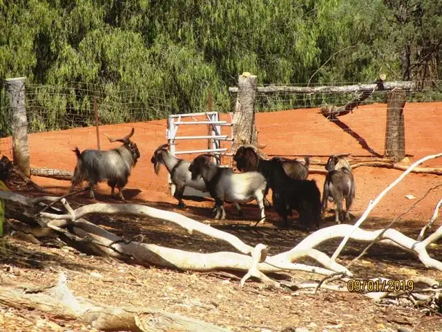 Main view of Homely rural property listing, * Illewong, Cobar NSW 2835