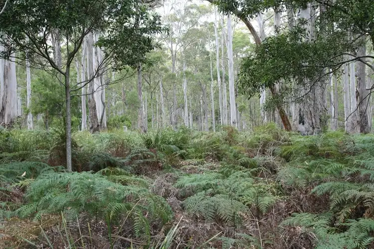 Sixth view of Homely land listing, Part of 205 Richardson Road, St Marys TAS 7215
