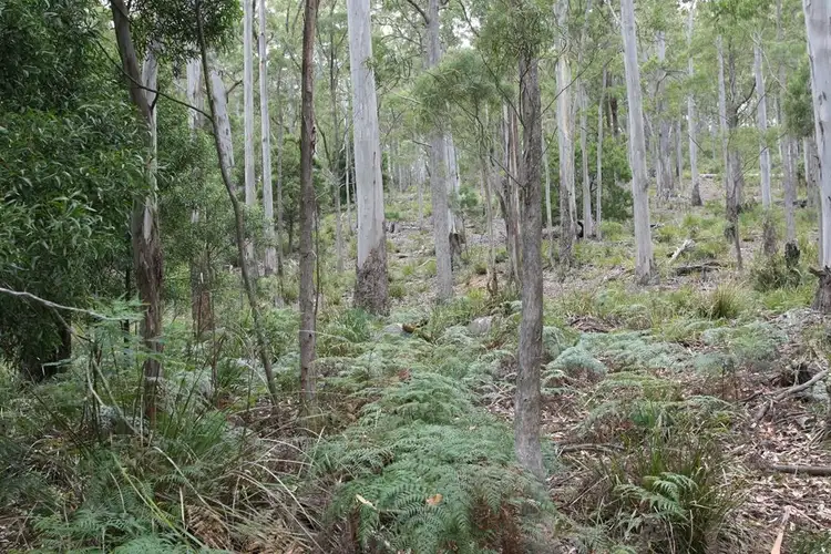 Seventh view of Homely land listing, Part of 205 Richardson Road, St Marys TAS 7215