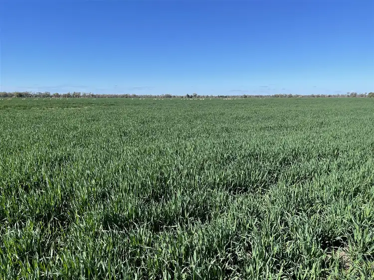 Main view of Homely rural property listing, 'Merriwee' 1262 Floddenfield Road, Coonamble NSW 2829
