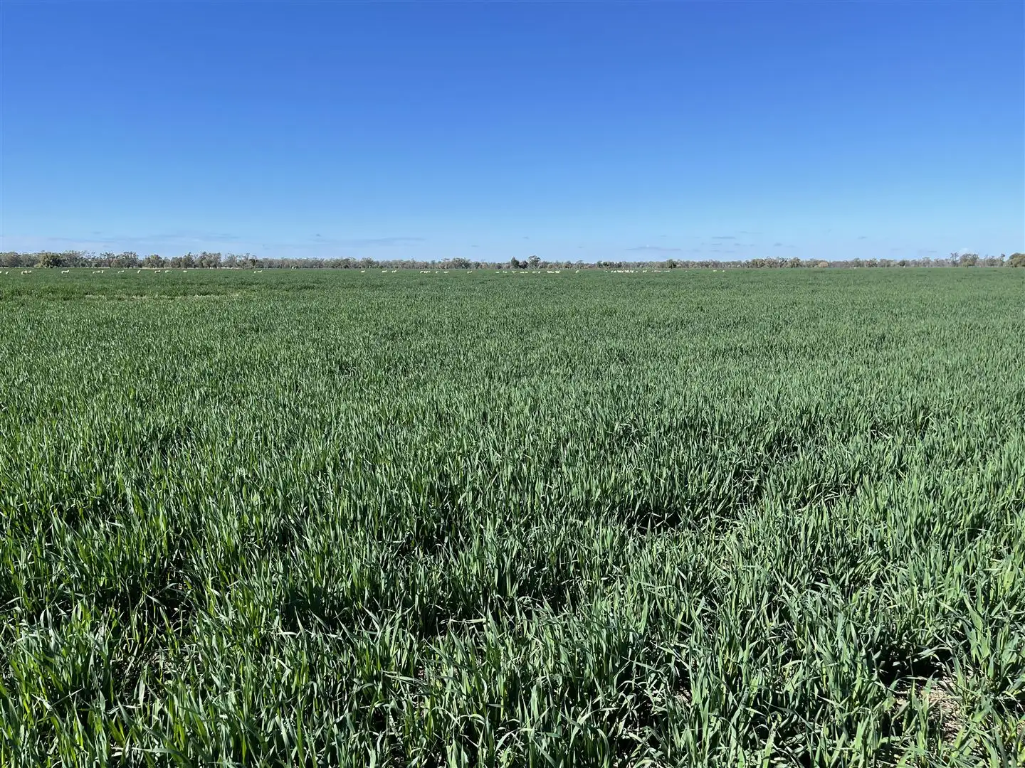Main view of Homely rural property listing, 'Merriwee' 1262 Floddenfield Road, Coonamble NSW 2829