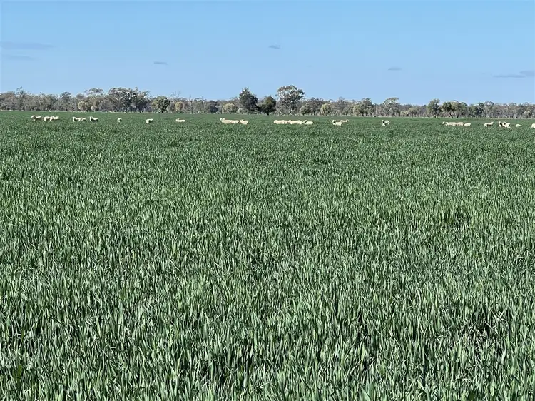 Fourth view of Homely rural property listing, 'Merriwee' 1262 Floddenfield Road, Coonamble NSW 2829