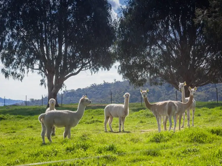 Third view of Homely rural property listing, Lot 1 571 Galls Gap Road, Strathbogie VIC 3666