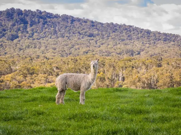 Fifth view of Homely rural property listing, Lot 1 571 Galls Gap Road, Strathbogie VIC 3666