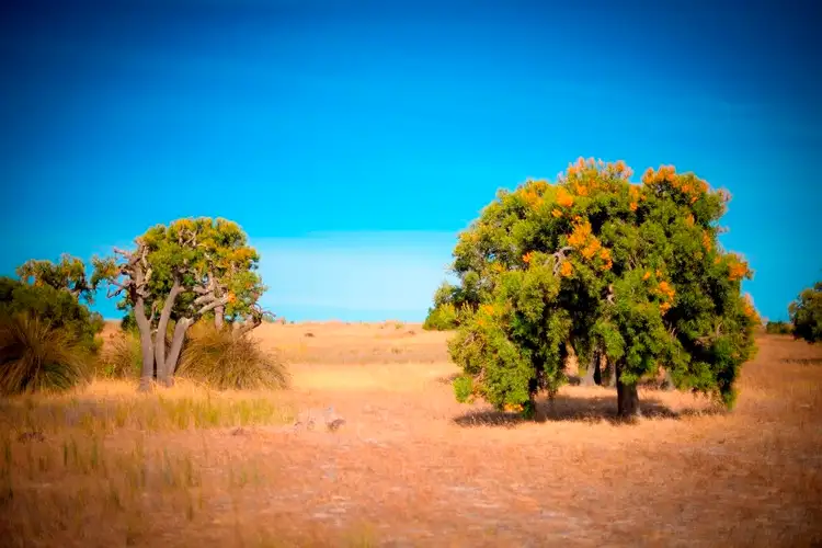 Sixth view of Homely rural property listing, Lot 36 Myrup Road, Myrup WA 6450