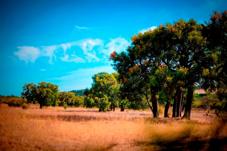Seventh view of Homely rural property listing, Lot 36 Myrup Road, Myrup WA 6450