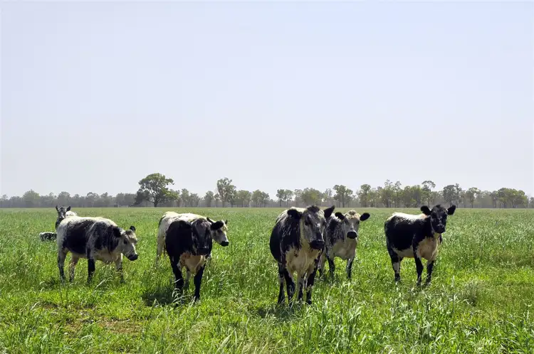 Third view of Homely rural property listing, 150 Treloar Rd, 'Treloar', Spring Ridge NSW 2343