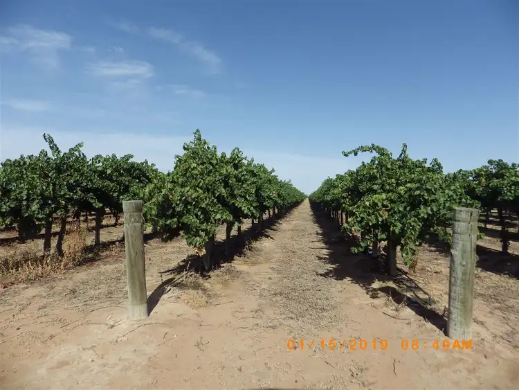 Sixth view of Homely rural property listing, 38 Ireland Road, Barmera SA 5345