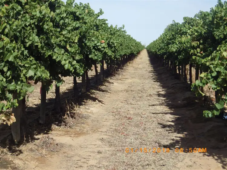 Seventh view of Homely rural property listing, 38 Ireland Road, Barmera SA 5345