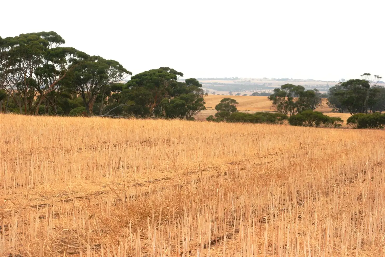 Main view of Homely rural property listing, . Rossmore Road, Jennacubbine WA 6401