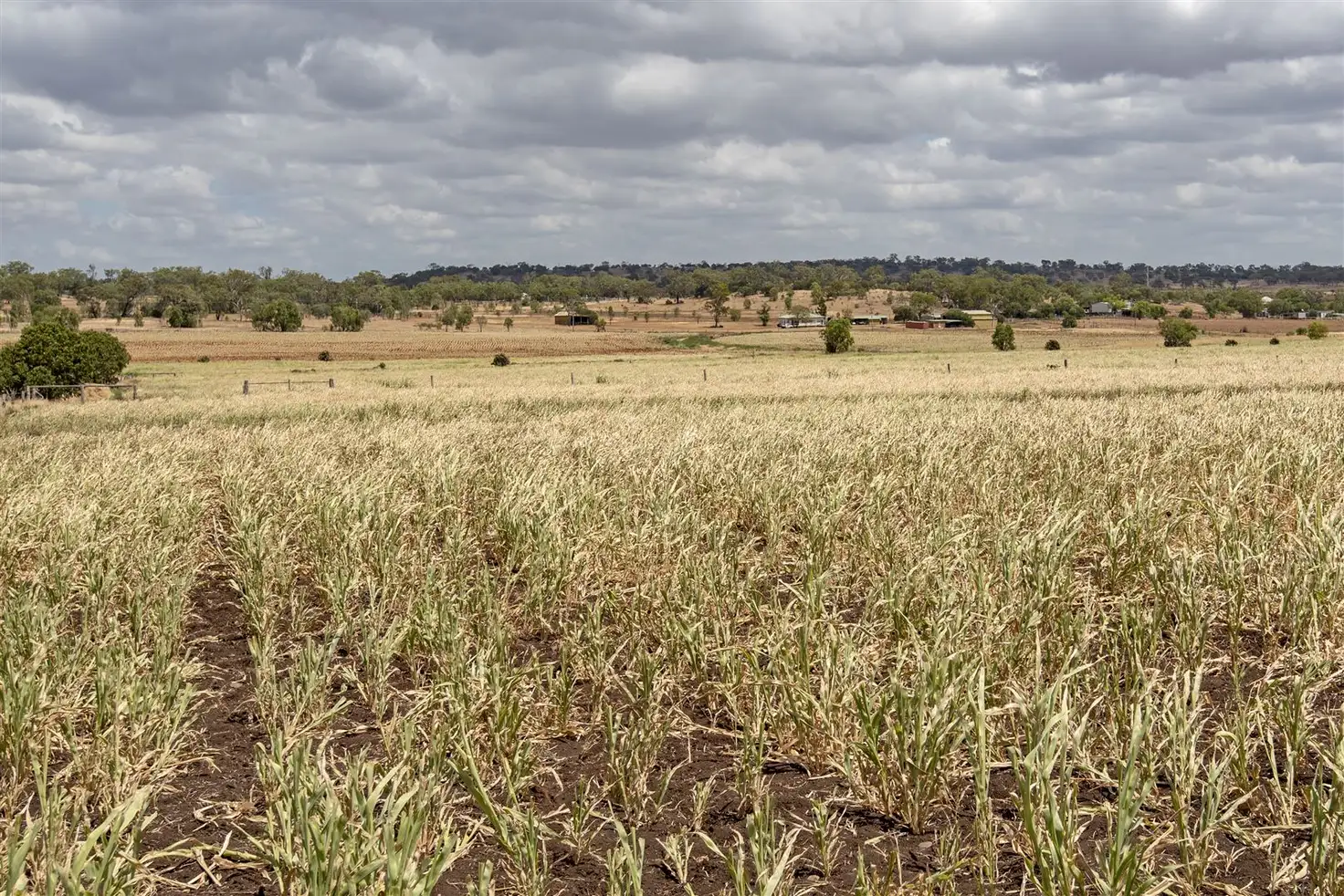 Main view of Homely rural property listing, 540 Oakey-Pittsworth Road, Pittsworth QLD 4356