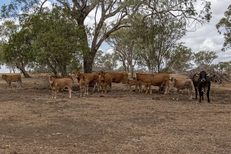 Second view of Homely rural property listing, 540 Oakey-Pittsworth Road, Pittsworth QLD 4356