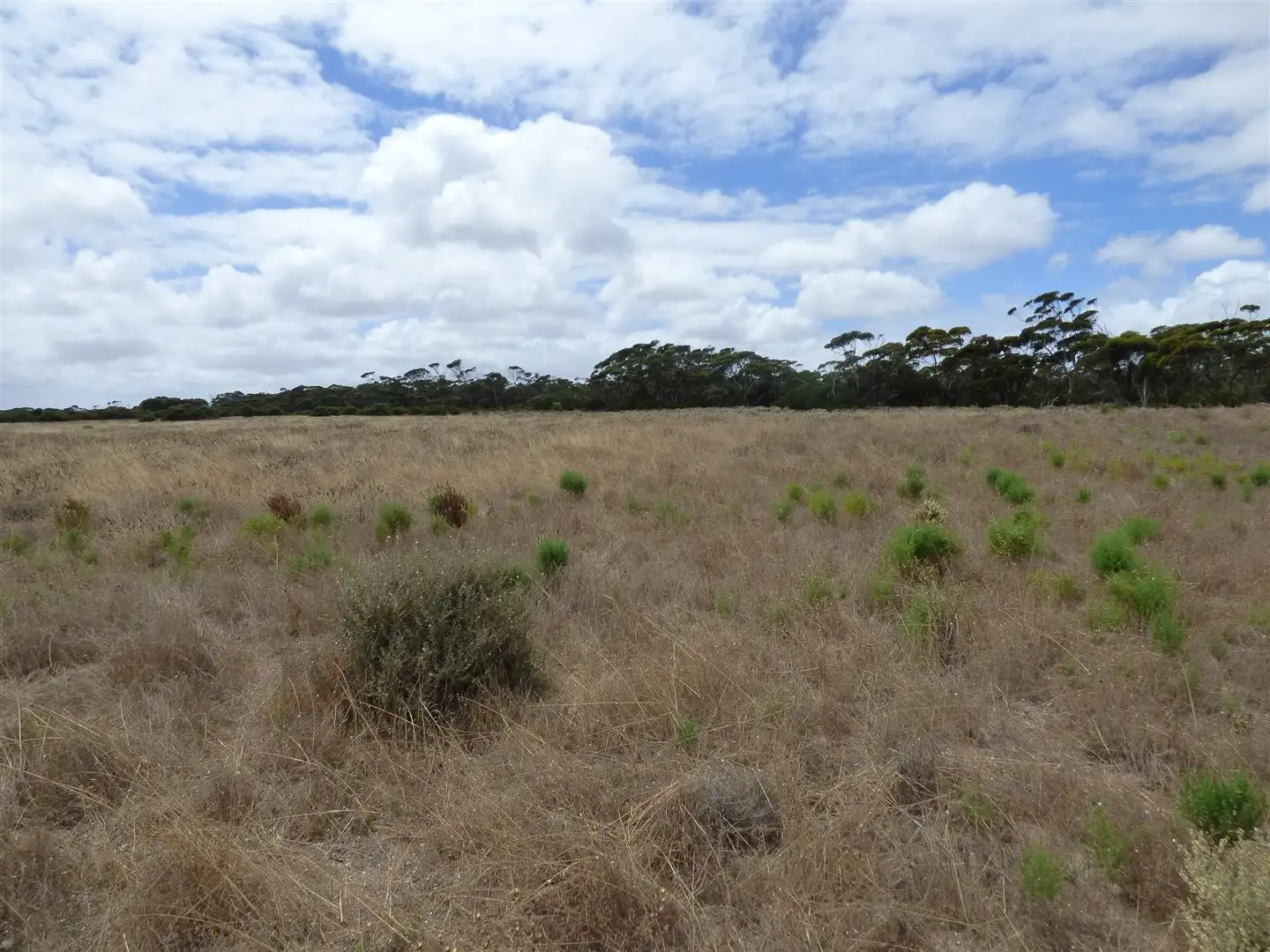 Main view of Homely rural property listing, Sect 19 Wookata Road, Coorabie SA 5690
