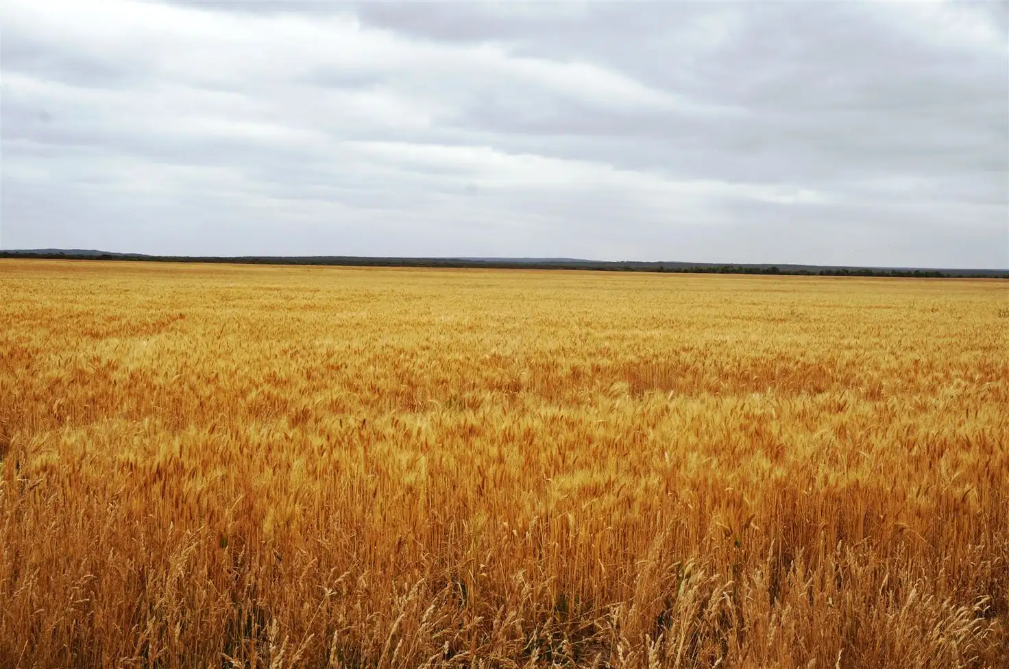 Main view of Homely rural property listing, . Myamba, Hopetoun WA 6348