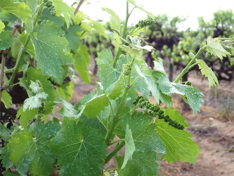 Main view of Homely rural property listing, A37 Sturt Hwy, Cobdogla SA 5346