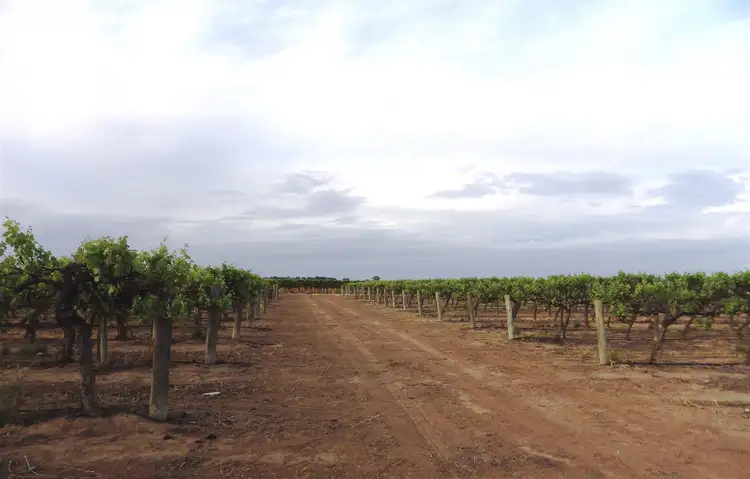 Second view of Homely rural property listing, A37 Sturt Hwy, Cobdogla SA 5346