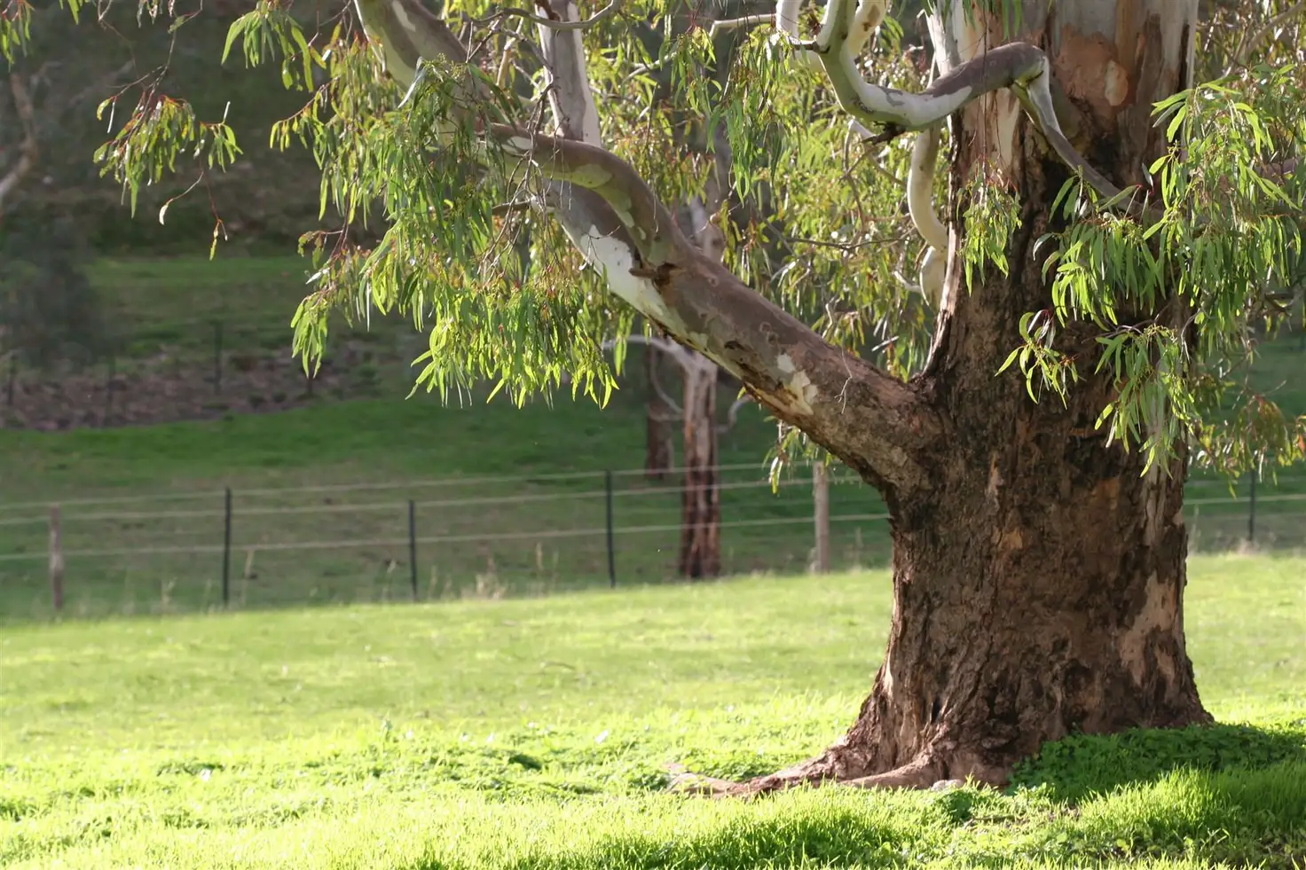 Main view of Homely rural property listing, 40 Crockers Road, Yattalunga SA 5114