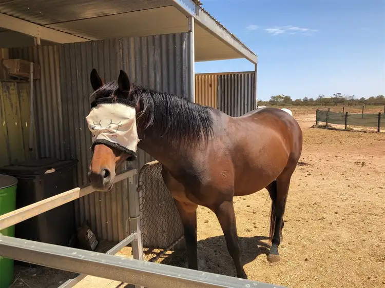 Main view of Homely land listing, 20 Harris Road, Dublin SA 5501