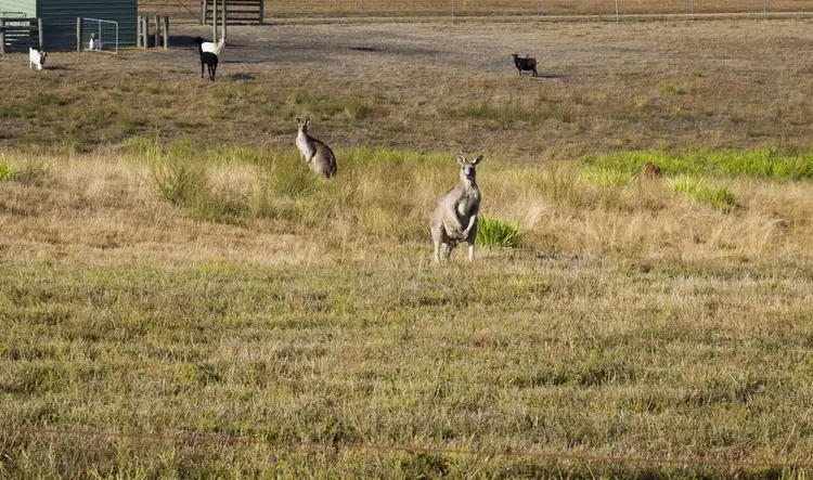 Fourth view of Homely rural property listing, 504 Myles Road, Murrindindi VIC 3717