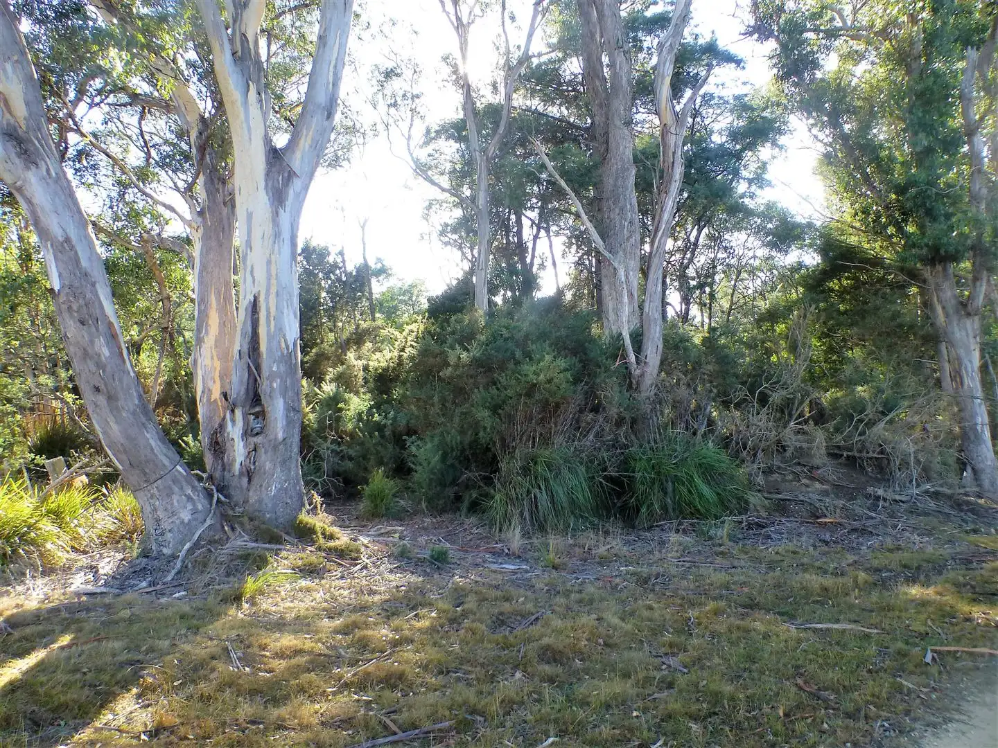 Main view of Homely land listing, Lot 1 Link Road, Beaconsfield TAS 7270