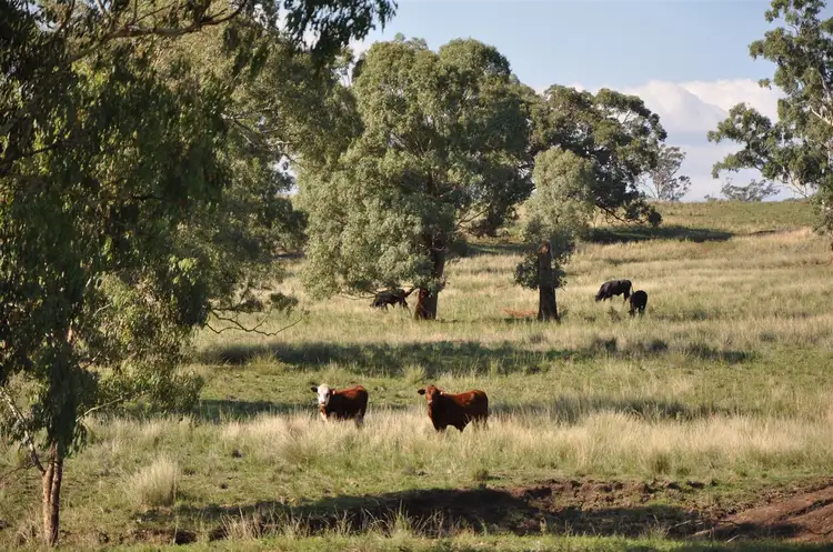 Seventh view of Homely rural property listing, . 'Clearview', Cassilis Rd, Cassilis NSW 2329
