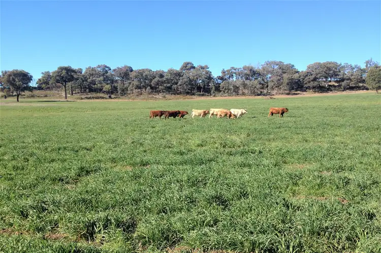 Seventh view of Homely rural property listing, . 'Cloven Hills', Neilrex Rd, Coolah NSW 2843