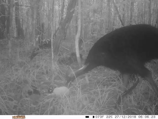 Sixth view of Homely rural property listing, 0 Tully-Mission Beach Road, East Feluga QLD 4854