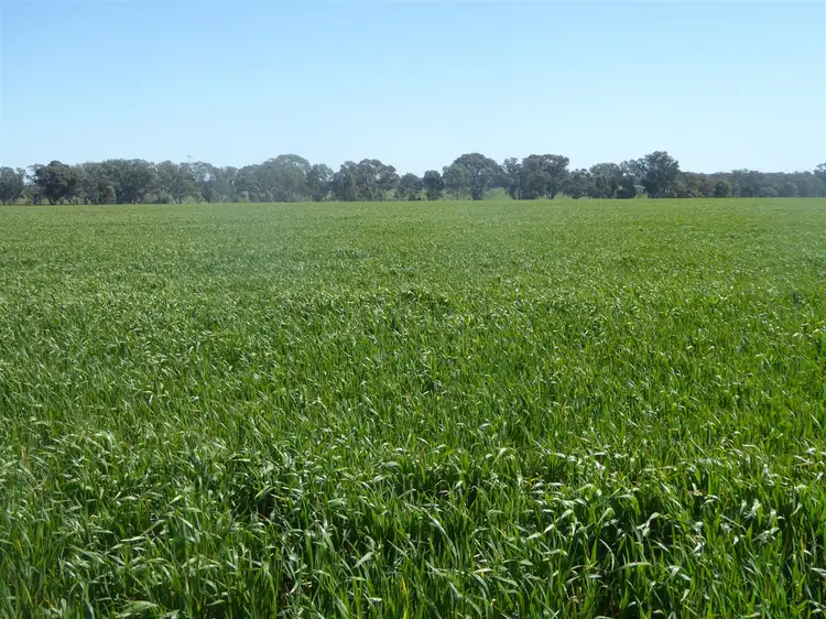 1575 Henty Pleasant Hills Road, Henty NSW 2658