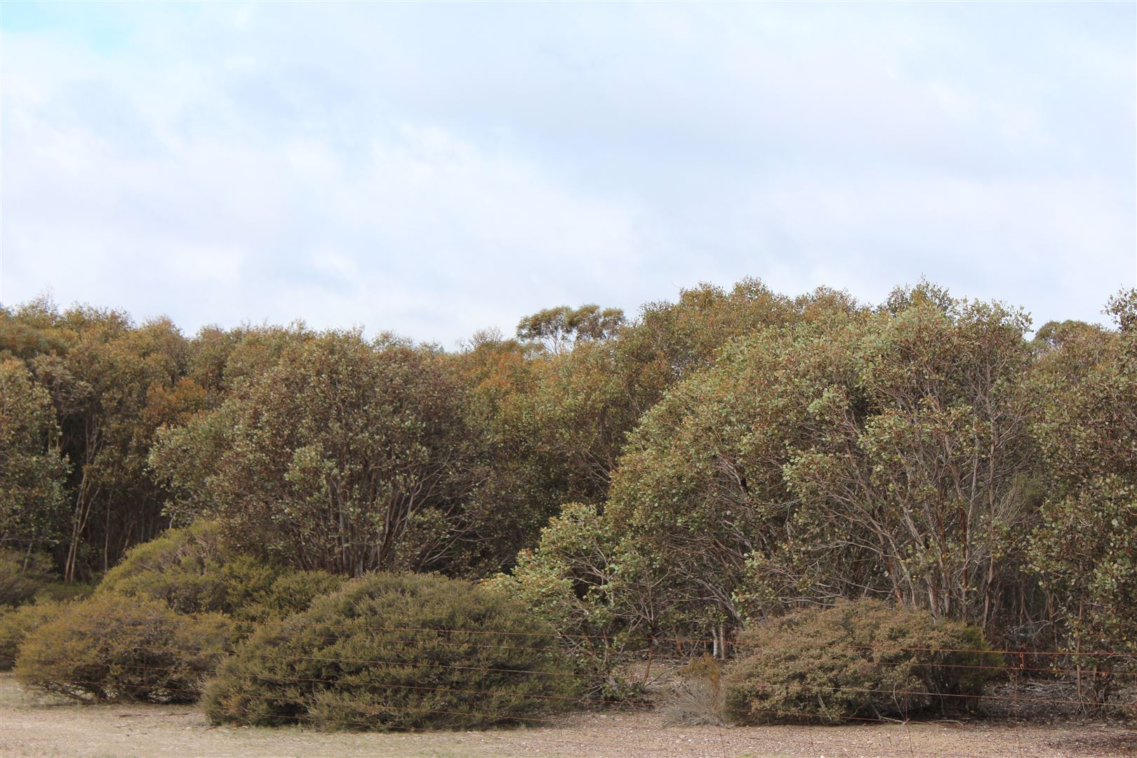 Second view of Homely rural property listing, . Challis Road, Pingrup WA 6343