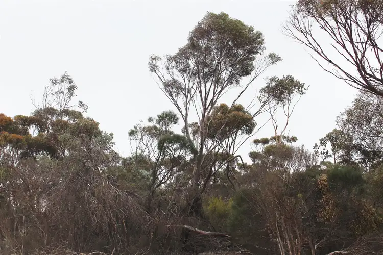 Third view of Homely rural property listing, . Challis Road, Pingrup WA 6343
