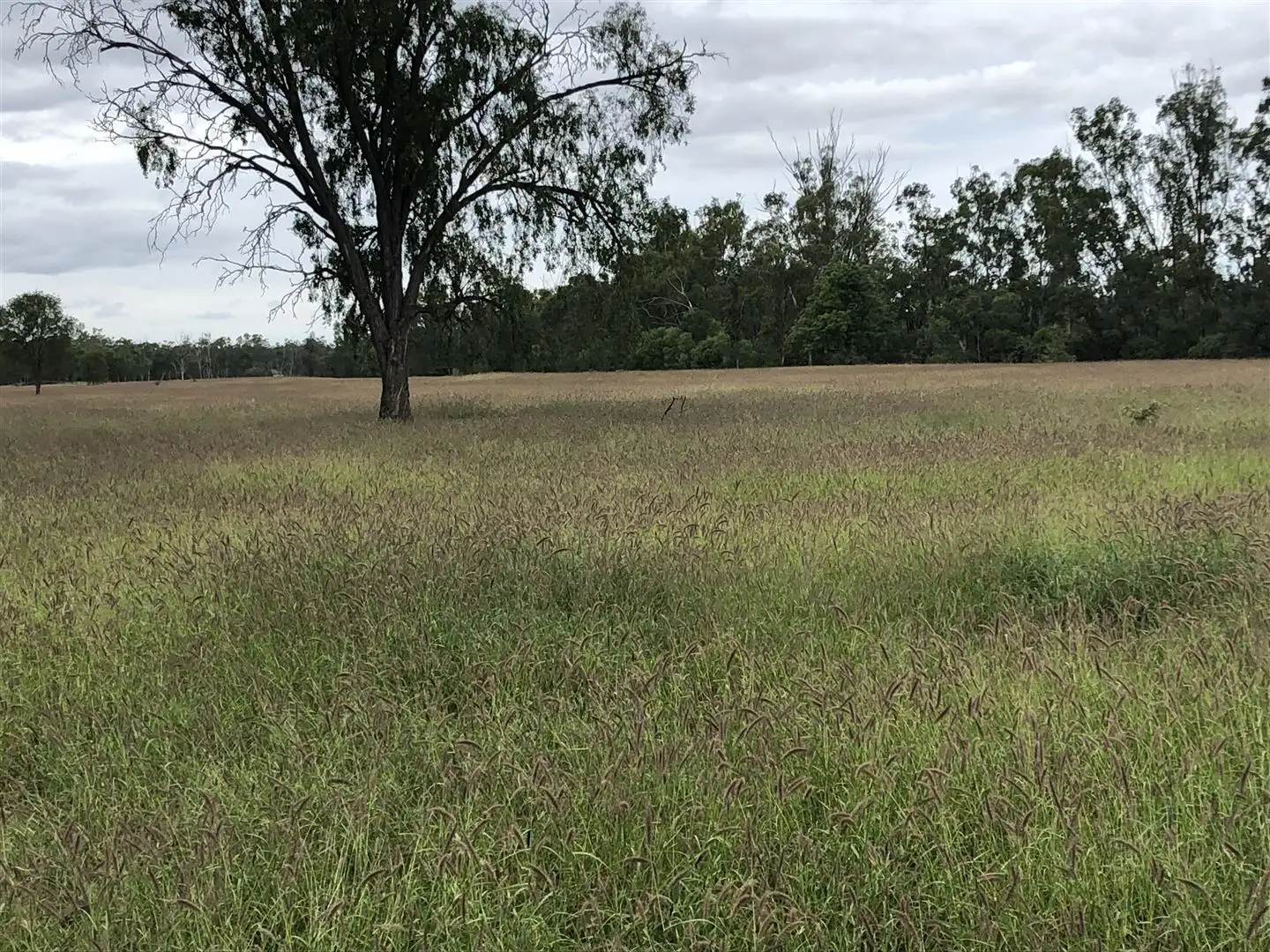 Main view of Homely rural property listing, MONASH/0 Barlows Road, Comet QLD 4702