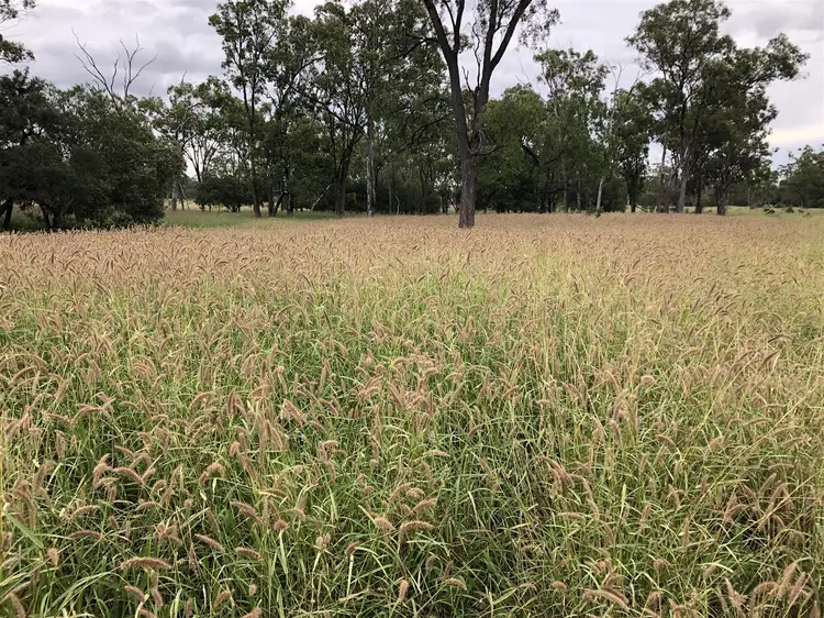 Seventh view of Homely rural property listing, MONASH/0 Barlows Road, Comet QLD 4702