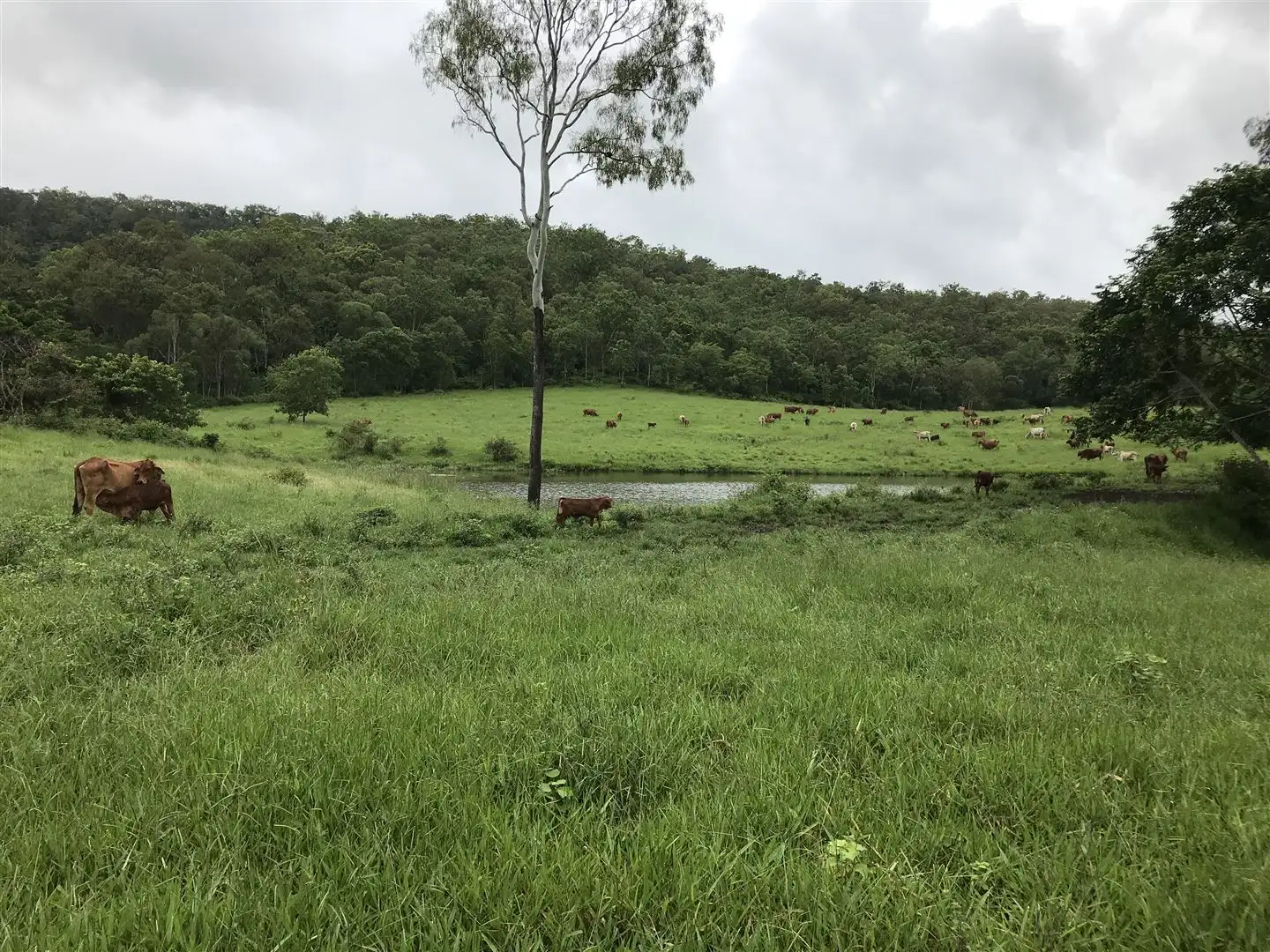 Main view of Homely rural property listing, Address available on request