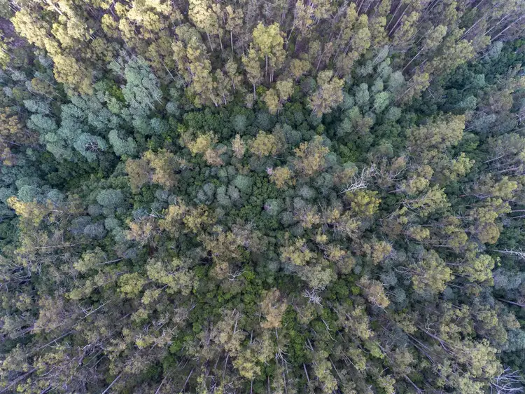 Seventh view of Homely land listing, 199 Batchelors Road, Nicholls Rivulet TAS 7112