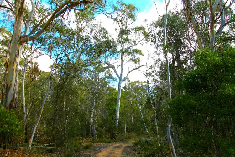 Third view of Homely rural property listing, 8127 Cooma Road, Braidwood NSW 2622