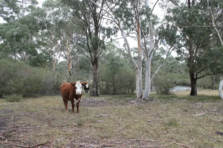 Fifth view of Homely rural property listing, 778 Charleys Forest Rd, Braidwood NSW 2622