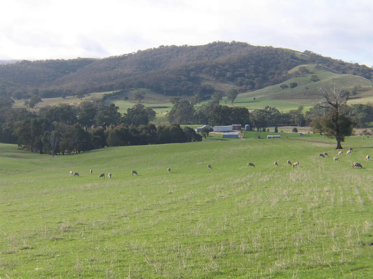 Main view of Homely rural property listing, 207 Boatmans Road, Glenlofty VIC 3469