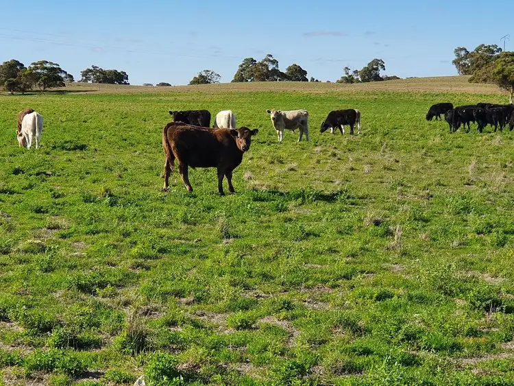 Fourth view of Homely rural property listing, O'Deas/9297 Dukes Highway, Tintinara SA 5266