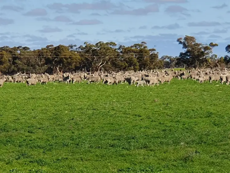 Fifth view of Homely rural property listing, O'Deas/9297 Dukes Highway, Tintinara SA 5266