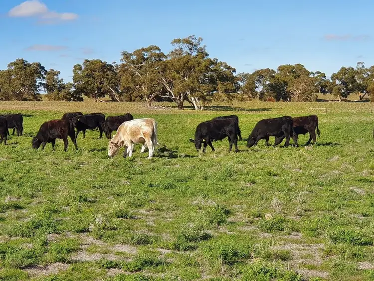 Sixth view of Homely rural property listing, O'Deas/9297 Dukes Highway, Tintinara SA 5266