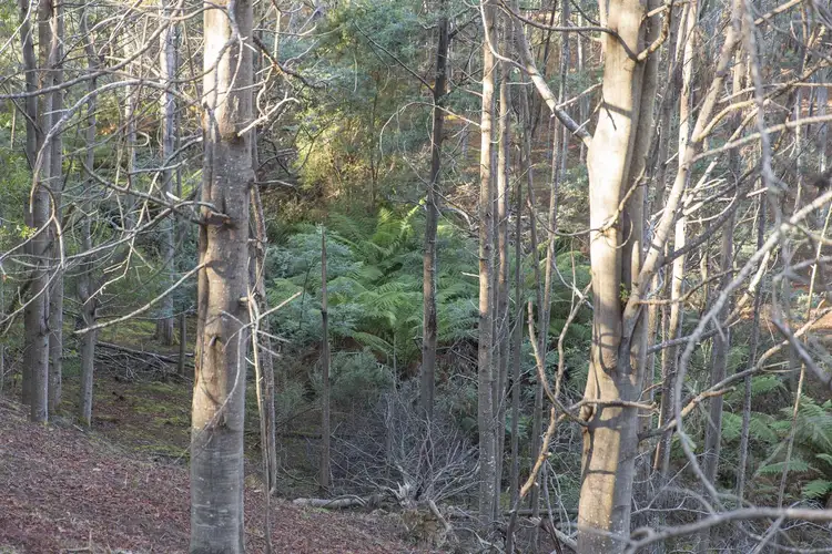 Seventh view of Homely land listing, Lot 1 Dougs Road, Cygnet TAS 7112